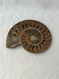 Large Polished Ammonite Fossil Shell Specimen 538g Natural Prehistoric Decor