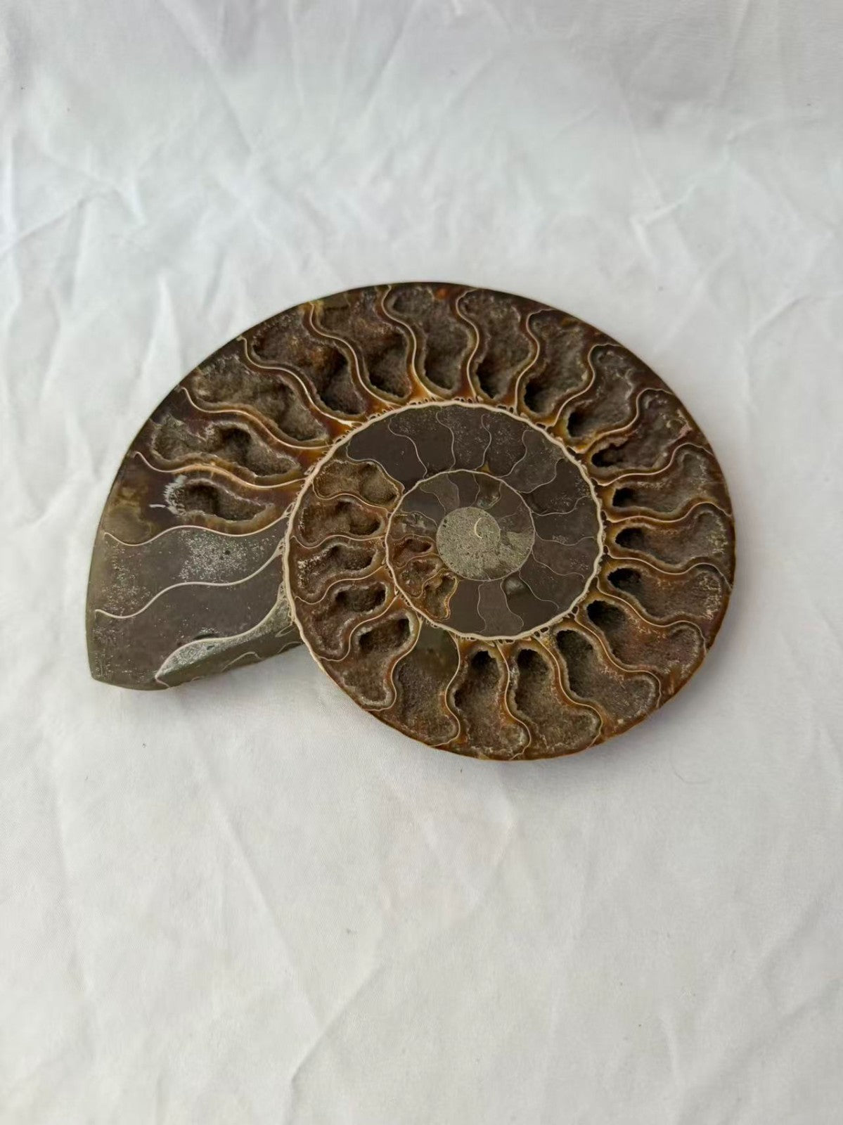 Large Polished Ammonite Fossil Shell Specimen 538g Natural Prehistoric Decor